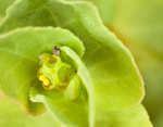 Warty spurge